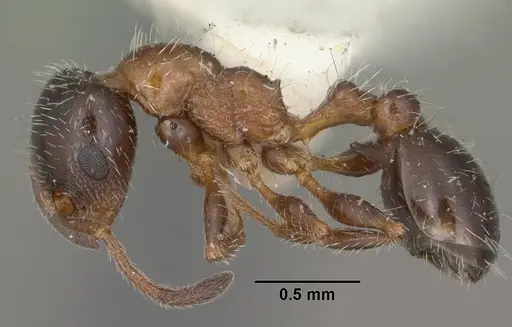 Temnothorax pergandei - CASENT0102842