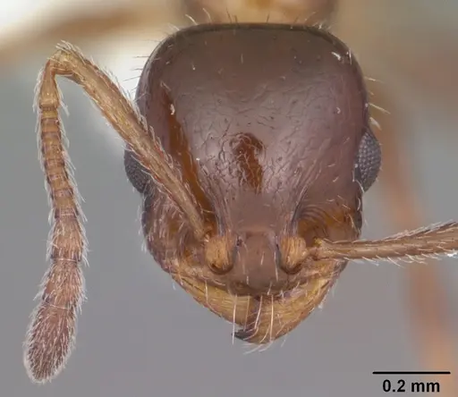 Temnothorax pergandei - CASENT0104016