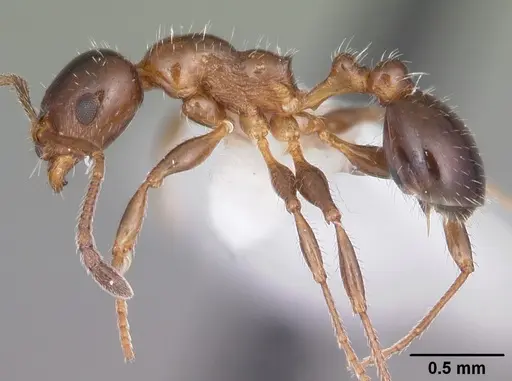 Temnothorax pergandei - CASENT0104016