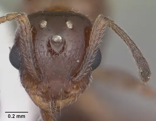 Temnothorax pergandei - CASENT0104017