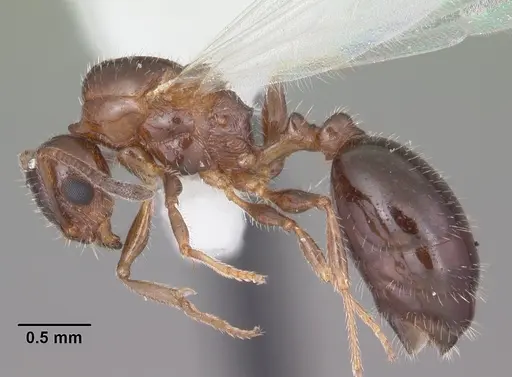 Temnothorax pergandei - CASENT0104017