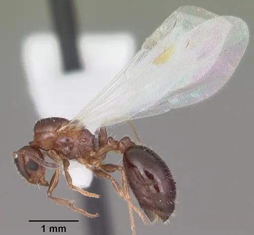 Temnothorax pergandei - CASENT0104017