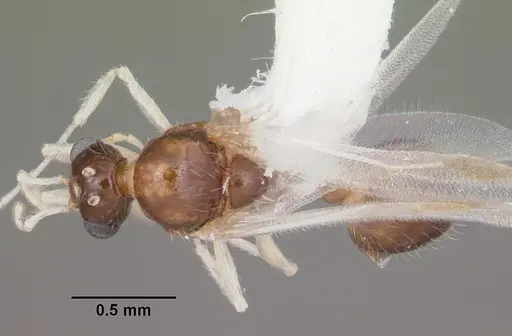 Temnothorax pergandei - CASENT0104020