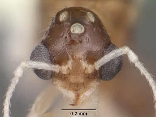 Temnothorax pergandei - CASENT0104020