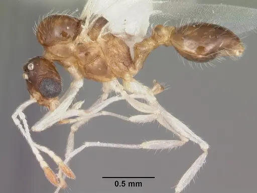 Temnothorax pergandei - CASENT0104020
