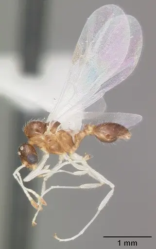 Temnothorax pergandei - CASENT0104020