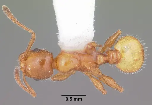 Temnothorax pergandei - CASENT0104027