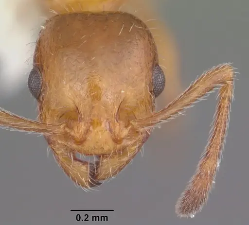 Temnothorax pergandei - CASENT0104027