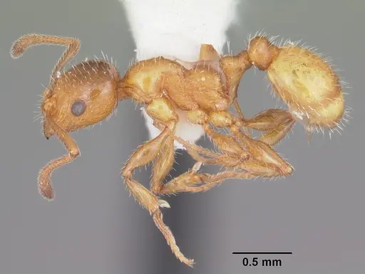 Temnothorax pergandei - CASENT0104027