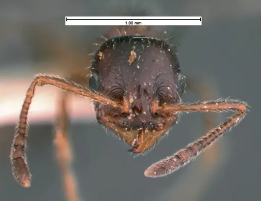 Temnothorax pergandei - CASENT0105541