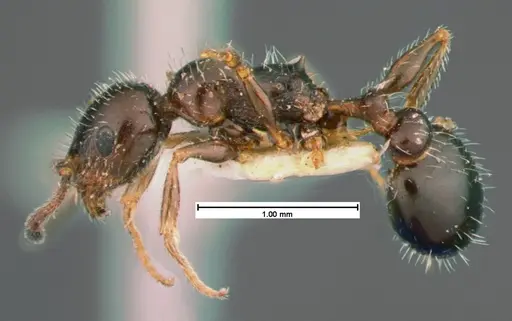 Temnothorax pergandei - CASENT0105541