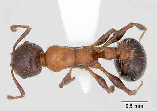 Temnothorax pergandei - CASENT0172989