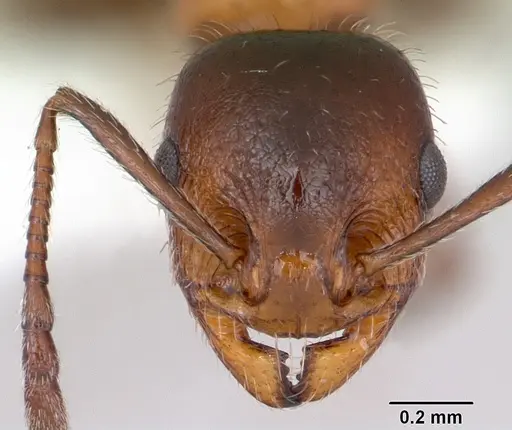 Temnothorax pergandei - CASENT0172989