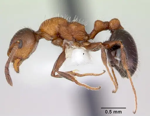 Temnothorax pergandei - CASENT0172989