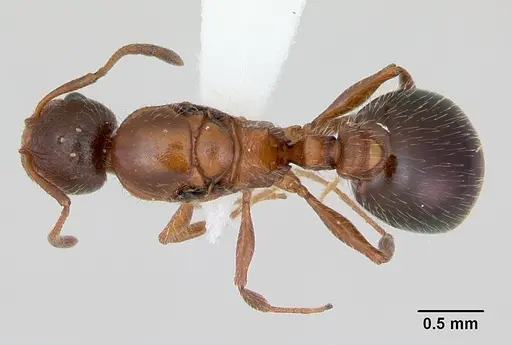 Temnothorax pergandei - CASENT0172990