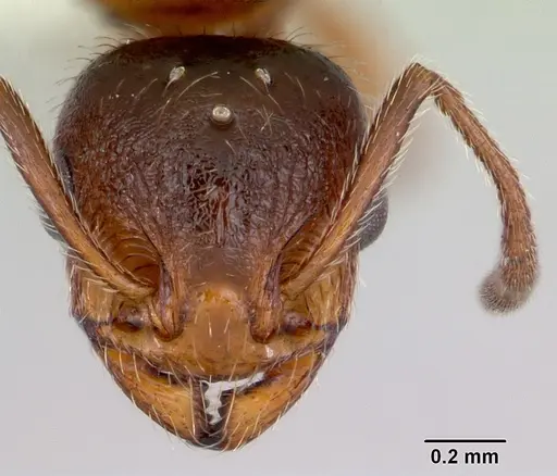 Temnothorax pergandei - CASENT0172990