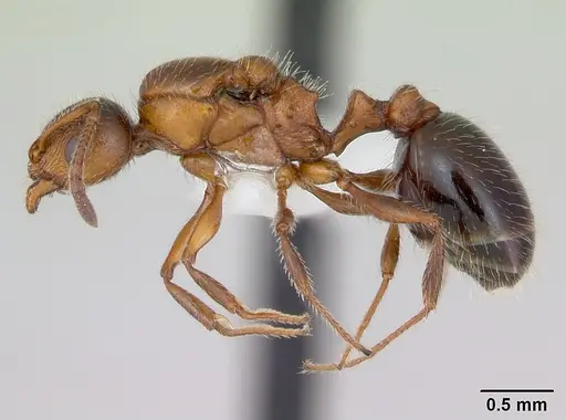 Temnothorax pergandei - CASENT0172990