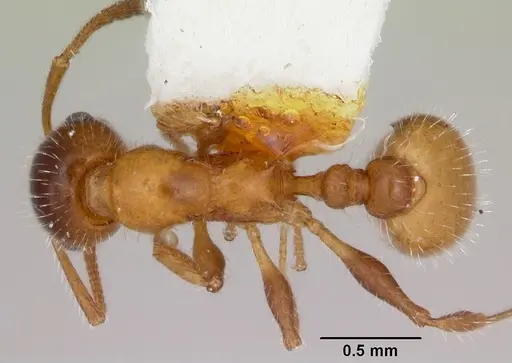 Temnothorax pergandei - CASENT0172991