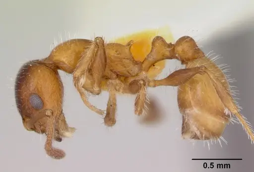 Temnothorax pergandei - CASENT0172991