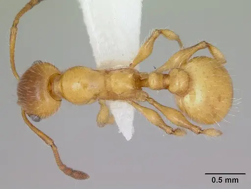 Temnothorax pergandei - CASENT0172992