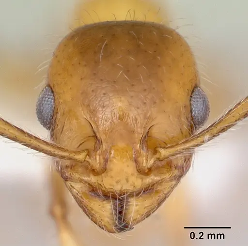 Temnothorax pergandei - CASENT0172992