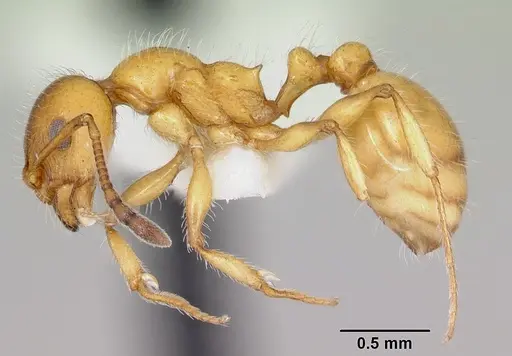 Temnothorax pergandei - CASENT0172992