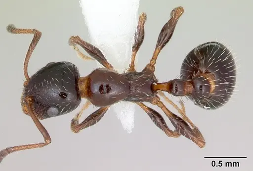 Temnothorax pergandei - CASENT0172993