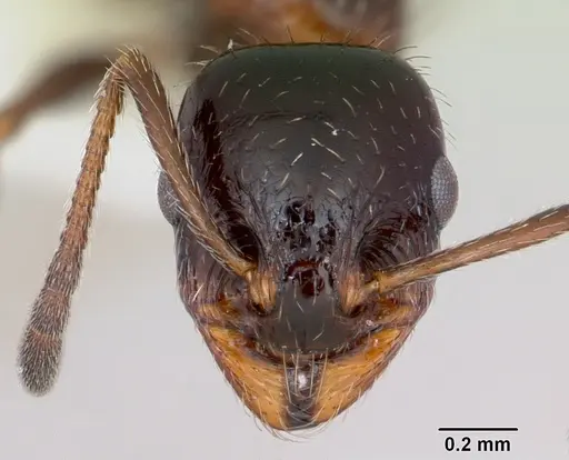 Temnothorax pergandei - CASENT0172993