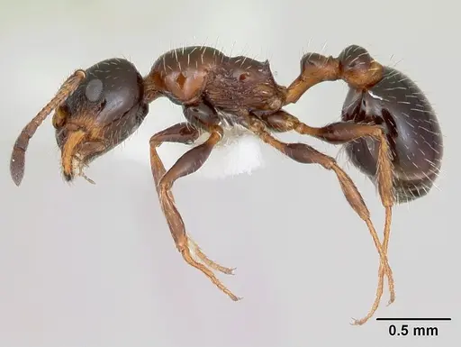 Temnothorax pergandei - CASENT0172993
