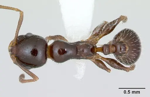 Temnothorax pergandei - CASENT0172994