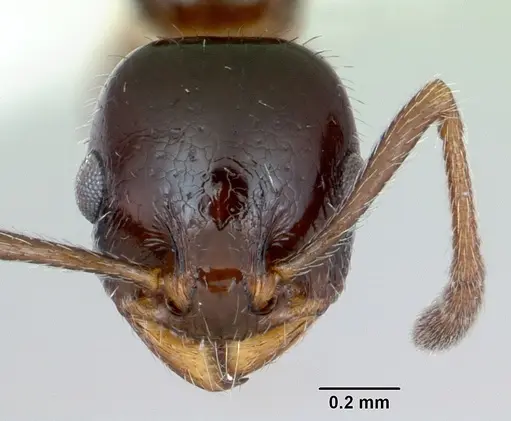 Temnothorax pergandei - CASENT0172994