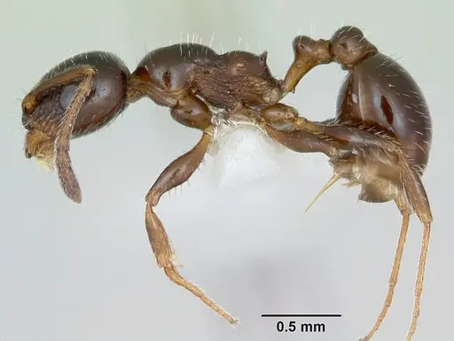 Temnothorax pergandei - CASENT0172994