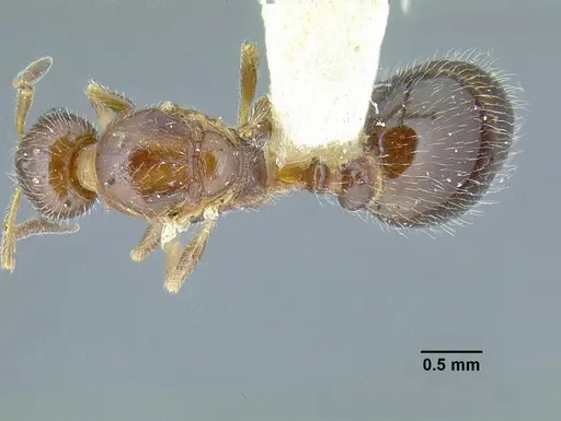 Temnothorax pergandei - CASENT0758229