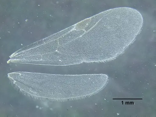 Temnothorax pergandei - CASENT0758229