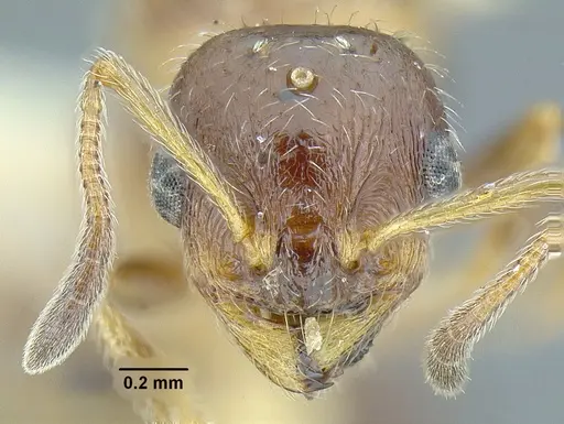 Temnothorax pergandei - CASENT0758229