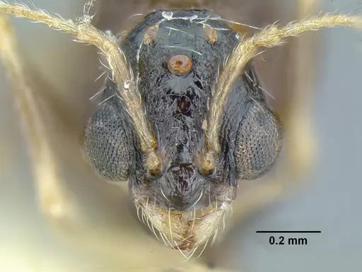 Temnothorax pergandei - CASENT0758229