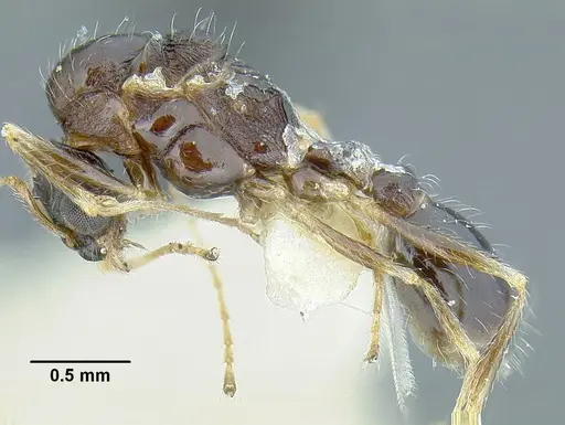 Temnothorax pergandei - CASENT0758229