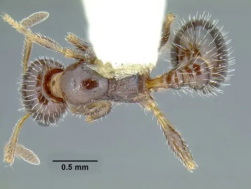 Temnothorax pergandei - CASENT0758291