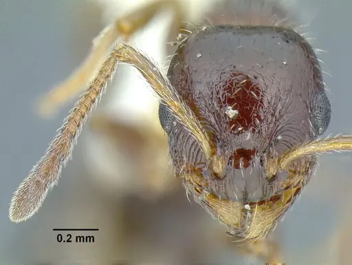 Temnothorax pergandei - CASENT0758291