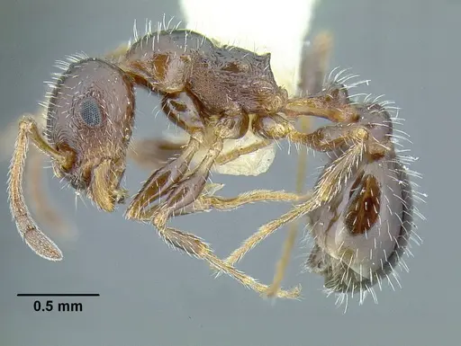 Temnothorax pergandei - CASENT0758291