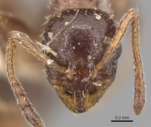 Temnothorax pergandei - CASENT0904767