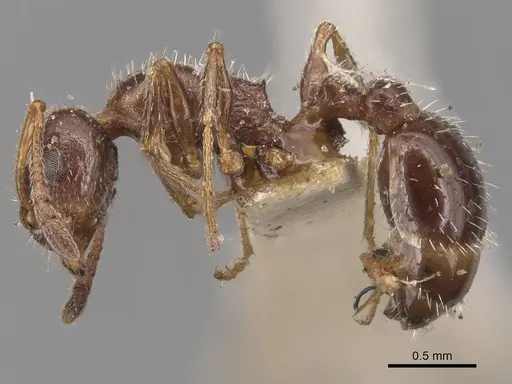 Temnothorax pergandei - CASENT0904767