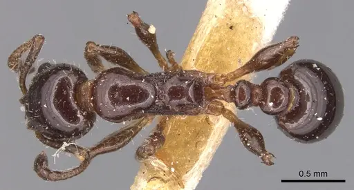 Temnothorax pergandei - CASENT0904768