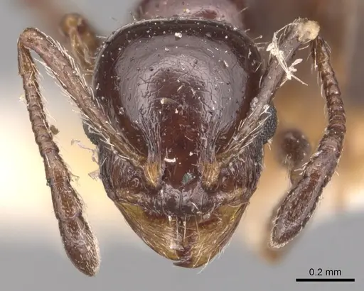 Temnothorax pergandei - CASENT0904768