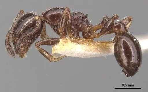 Temnothorax pergandei - CASENT0904768