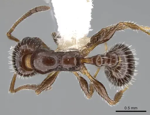 Temnothorax pergandei - CASENT0915983