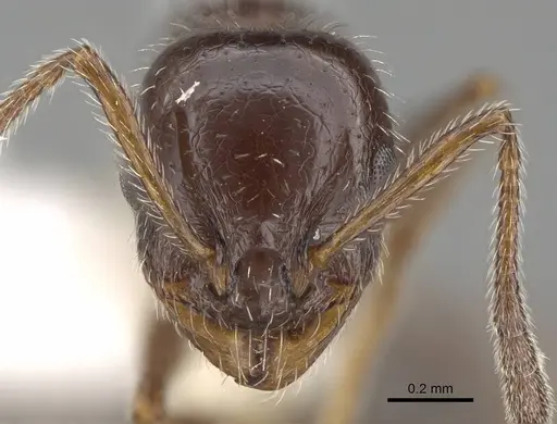Temnothorax pergandei - CASENT0915983