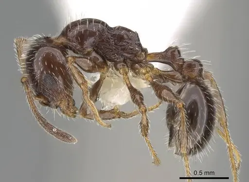 Temnothorax pergandei - CASENT0915983