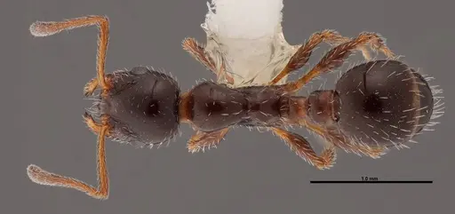 Temnothorax pergandei - FMNHINS0000088653