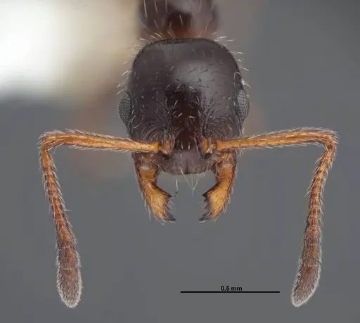 Temnothorax pergandei - FMNHINS0000088653